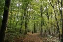 Forêt de Vauluisant